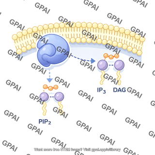 Phospholipase c epsilon pathway 568