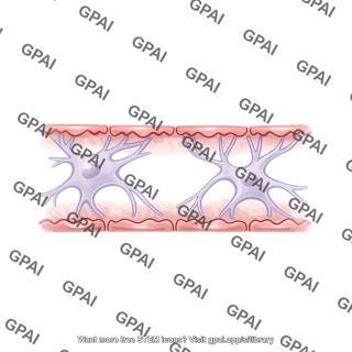 Blood brain barrier with astrocytes brush preset