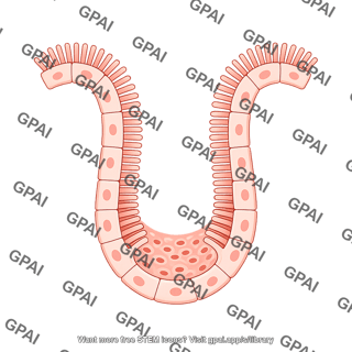 Endothelial cell brush fenestrae invaginating