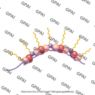 Actin dimer brush filament preset