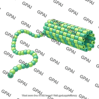 Microtubule brush tubulin heterodimer wavy 2