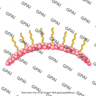 Actin brush simplified small arc