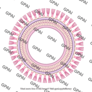 33 bacterial outer membrane brush circular 242