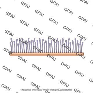 Pilus brush straight