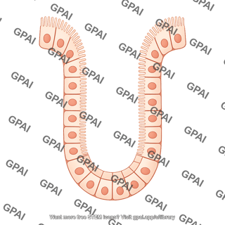 Enterocyte brush crypt