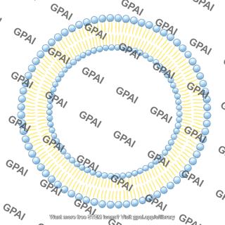 Generic phospholipid brush bilayer circular 01