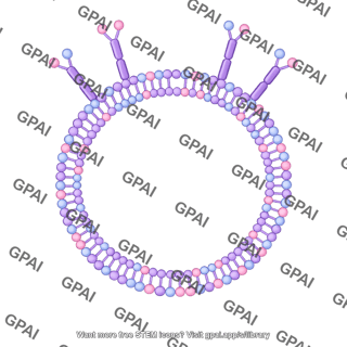 Peptidoglycan brush circular