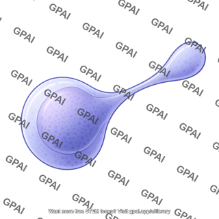 Lymphocyte squeezing 2