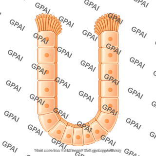 Columnar cell brush crypt
