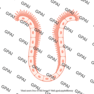 Endothelial brush crypt