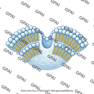 Membrane brush vesicle 1