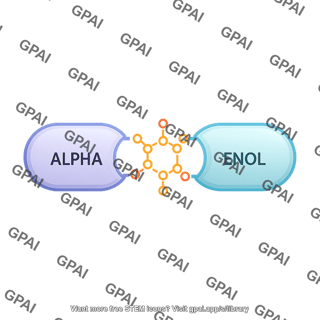Alpha enolase