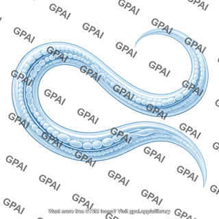 C elegans 1 detailed