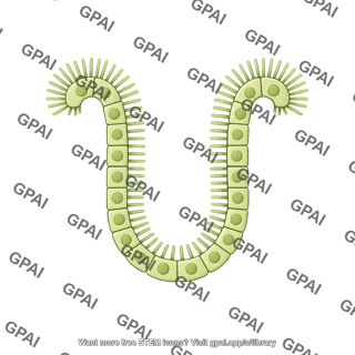 Cholangiocyte brush large vesicle 2