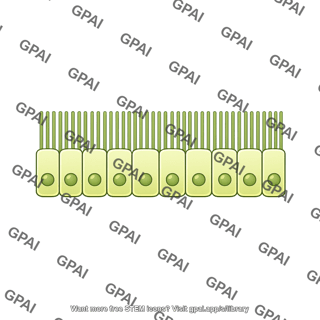 Cholangiocyte brush small straight