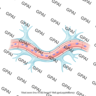 Blood brain barrier with astrocytes brush wavy