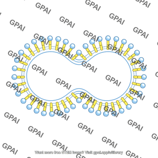 Membrane brush vesicle shape 1