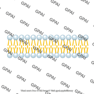 Membrane brush straight