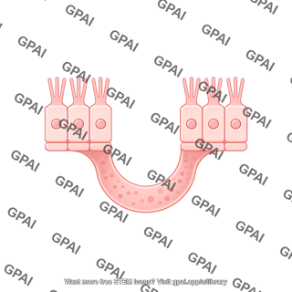 Endothelial cell brush vesicle 2