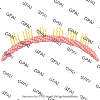 Actin brush simplified large arc