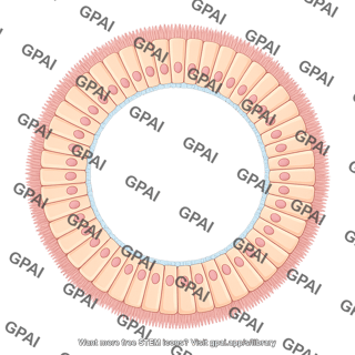 Ciliated columnar cell brush circular