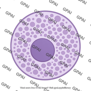 Mast cell 02