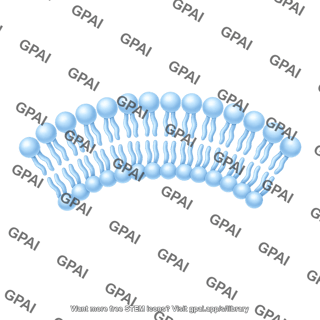Phospholipid bilayer brush large arc 2 744