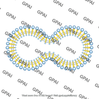 Membrane brush vesicle shape 3