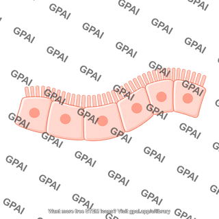Enterocyte no short villi wavy