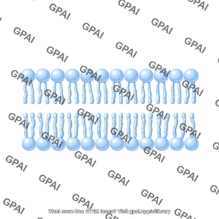 Phospholipid brush large straight 92