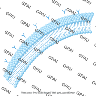 Cell membrane card 2