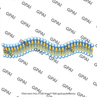 Membrane brush wavy 2
