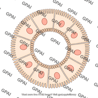Enterocyte brush short villi circular