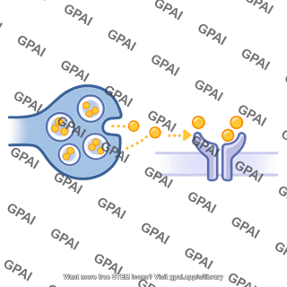 Acetylcholine pathway 524