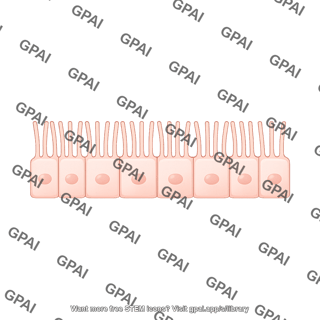 Endothelial brush straight