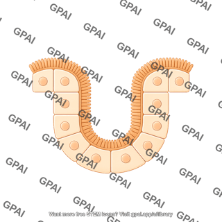 Cuboidal cell brush vesicle 1