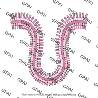 29 bacterial outer membrane brush vesicle 2 275