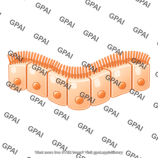 Ciliated columnar cell brush wavy 2