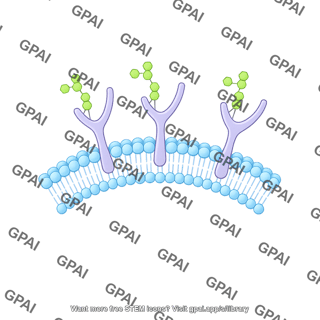Phospholipid membrane with carbohydrate small arc