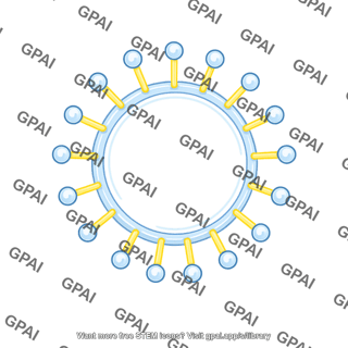 Membrane brush vesicle shape 9