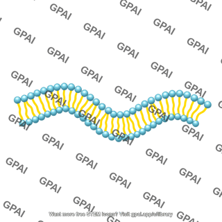 Generic phospholipid brush wavy 01