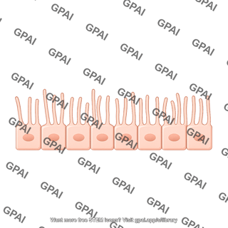 Endothelial brush preset