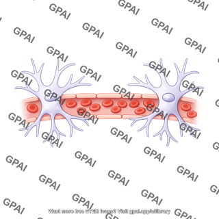 Blood brain barrier with astrocytes brush straight