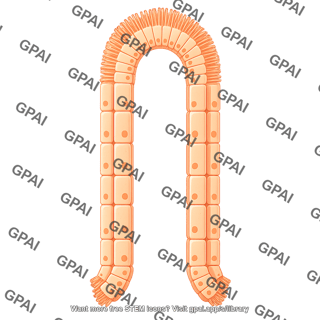 Columnar cell brush 04
