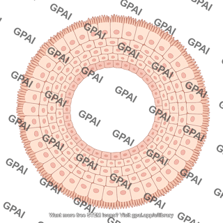 Stratified epithelium brush circular