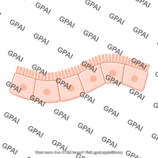 Enterocyte brush short villi wavy