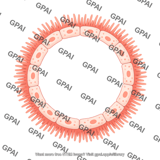 Endothelial cell brush fenestrae circular