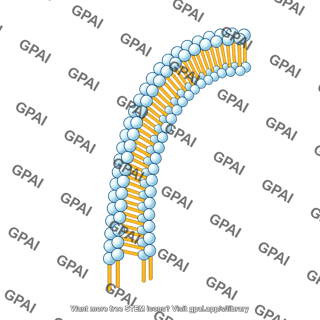 Generic phospholipid brush protruding 01