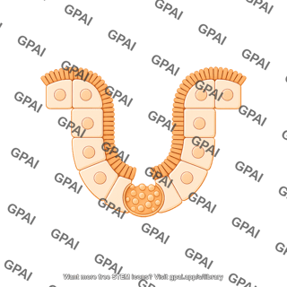 Cuboidal cell brush vesicle 2