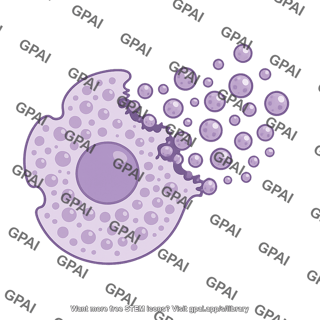 Mast cell degranulating 01